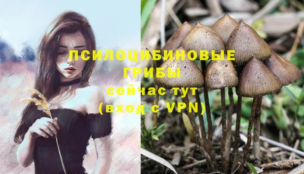 прущие крисы Белокуриха